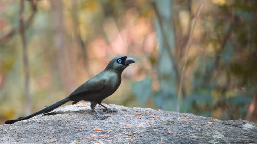 Side view of finch perching on rock