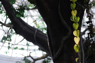 Low angle view of tree branch