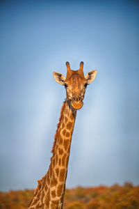 Close-up of giraffe against sky