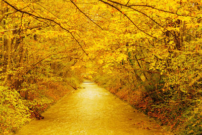 Footpath amidst trees in forest during autumn