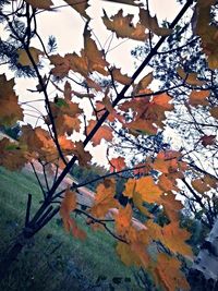 Maple leaves on branch