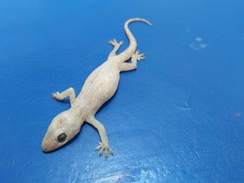 High angle view of lizard on blue background