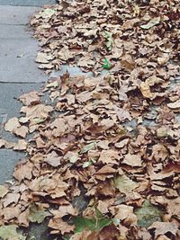 Leaves in autumn leaves