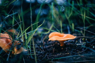 Close-up of fly agaric mushroom on field