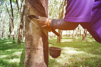 Close-up of woman collection latex from rubber tree