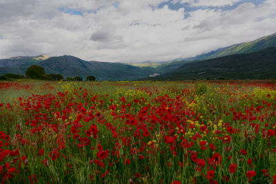 Scenic view of poppy field against cloudy sky