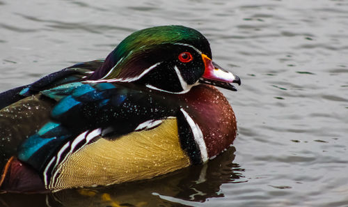 Close-up of duck in lake