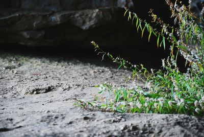 Close-up of caterpillar on plant