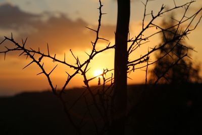 Close-up of silhouette plants against sunset sky