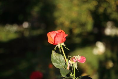 Close-up of pink rose