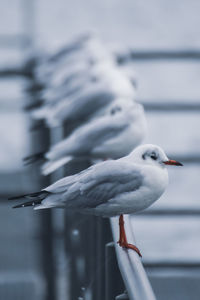 Close-up of seagull perching on railing