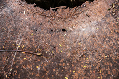 Close-up of dried plant on land