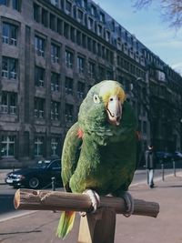 Birds perching in cage