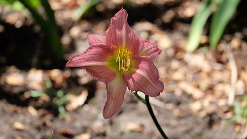 Close-up of pink flowers