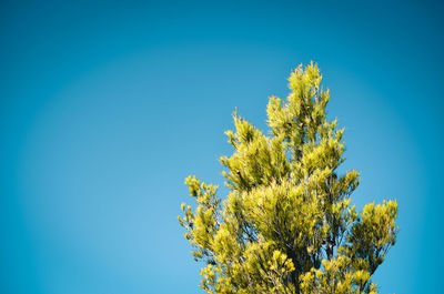 Low angle view of tree against blue sky