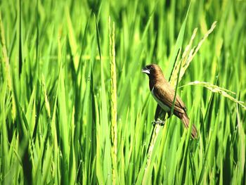 Close-up of bird perching on grass