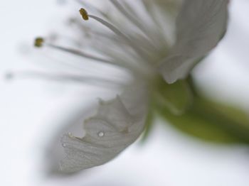 Close-up of flowers