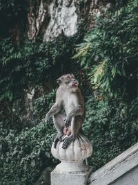 Monkey sitting on wood against trees