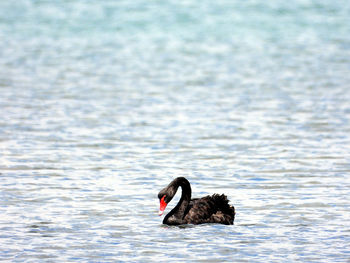 Swan swimming in a lake