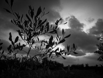 Silhouette tree on field against sky