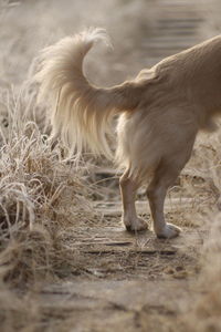 Dog standing in a field