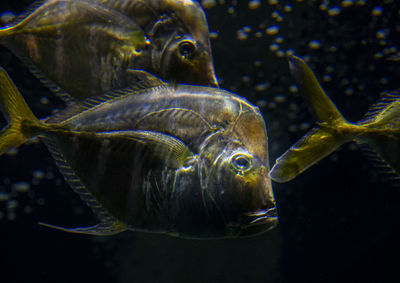 Close-up of fish swimming in sea