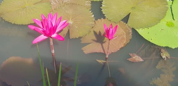 Pink lotus water lily in lake