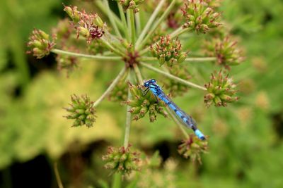 Close-up of blue damselfly on flower buds