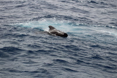 View of duck swimming in sea