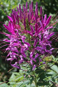 Close-up of purple flowers