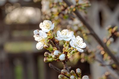 Close-up of white cherry blossoms