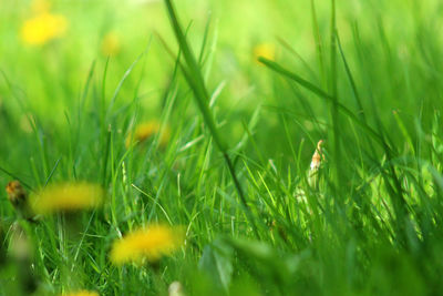 Close-up of grass on field