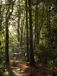 Trees in forest