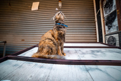 View of a dog looking away