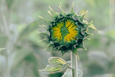 Close-up of sunflower on plant