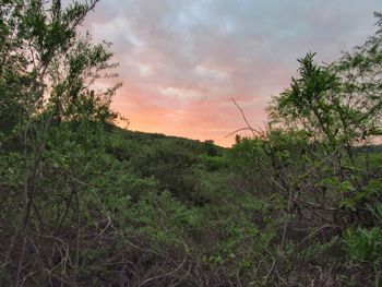 Scenic view of forest against sky at sunset