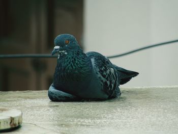 Close-up of pigeon perching on railing