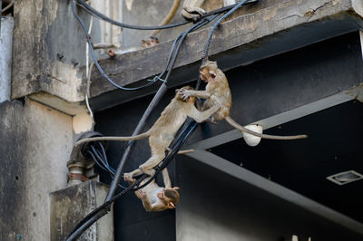 Portrait of a monkey in phra prang sam yot, lopburi, thailand