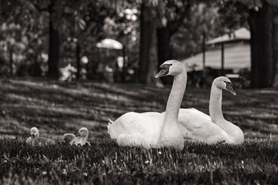 Swans on field