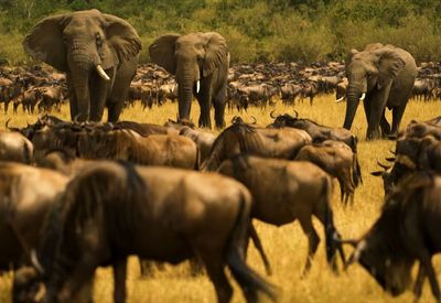 Elephant walking in a field