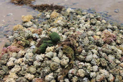 High angle view of plants growing by sea