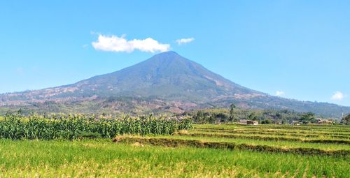 Scenic view of agricultural field against sky