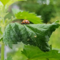 Close-up of ladybug on leaf