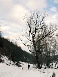 Bare tree on snow covered land against sky