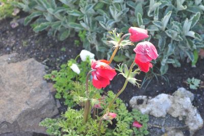 Close-up of flowers blooming outdoors