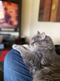 Close-up of cat relaxing at home