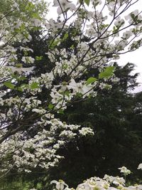 Low angle view of blooming tree