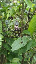 Close-up of spider on web