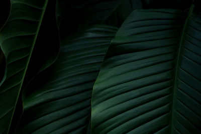 Closeup of green leaves texture background. tropical leaf