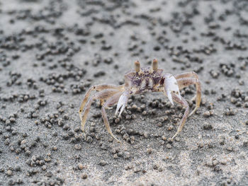 Close-up of crab on sand at beach